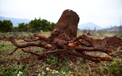 Ayudas indemnizatorias para la erradicación y control de la Xylella Fastidiosa