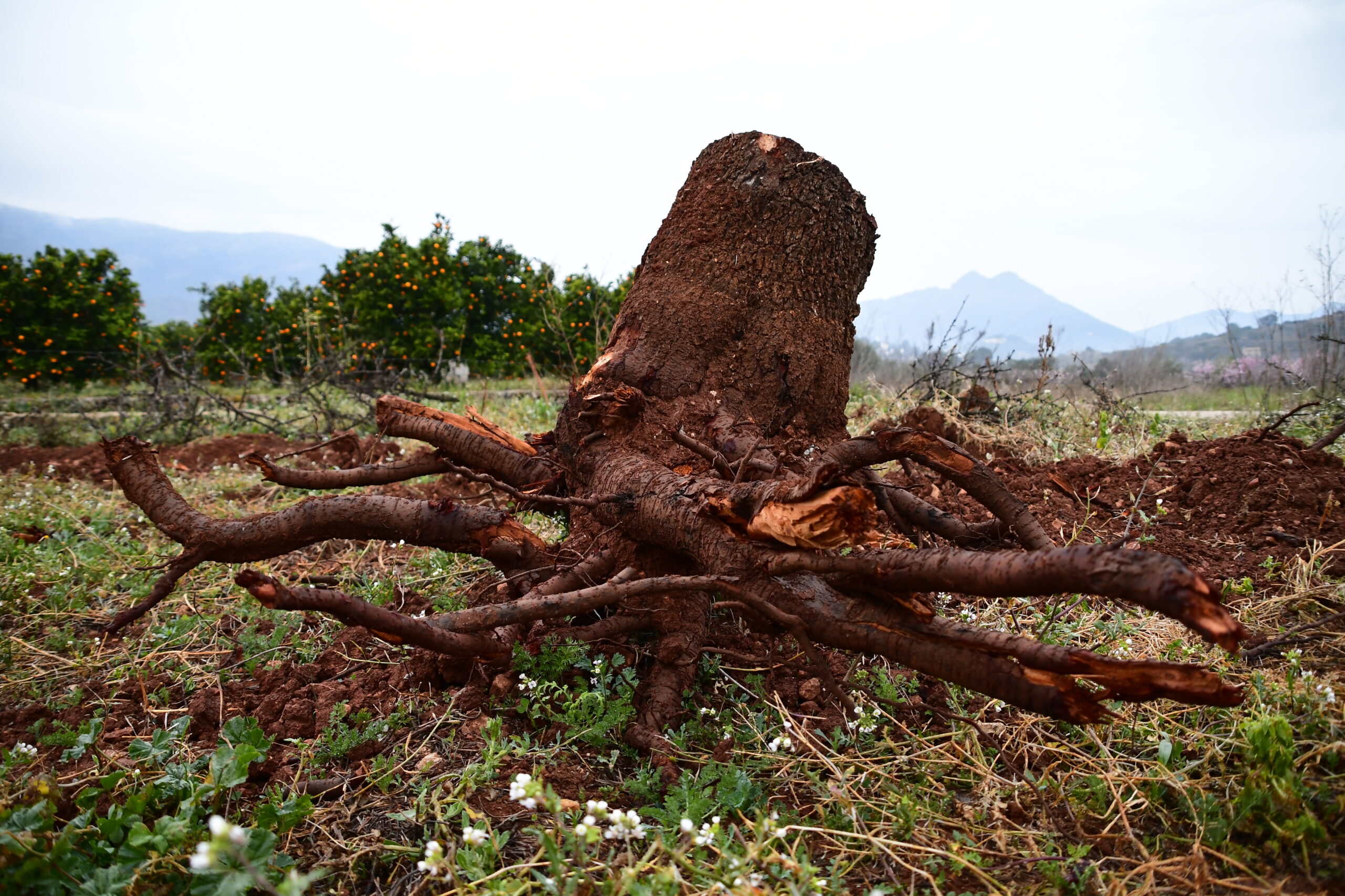 Xylella - Alcalalí