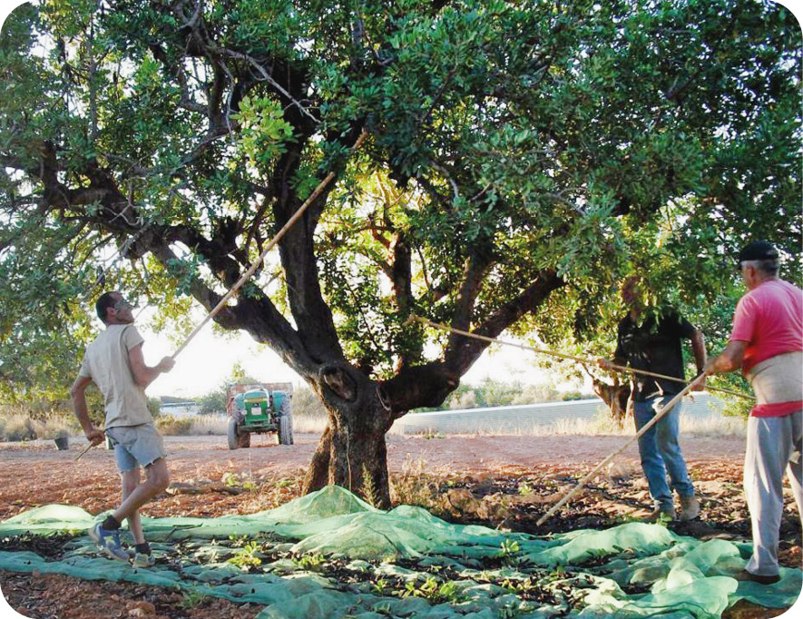 arreplegant-garrofes recuperació del cultiu de la garrofa